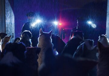 MOSTRA DEL CINEMA E CANI_DOGMAN