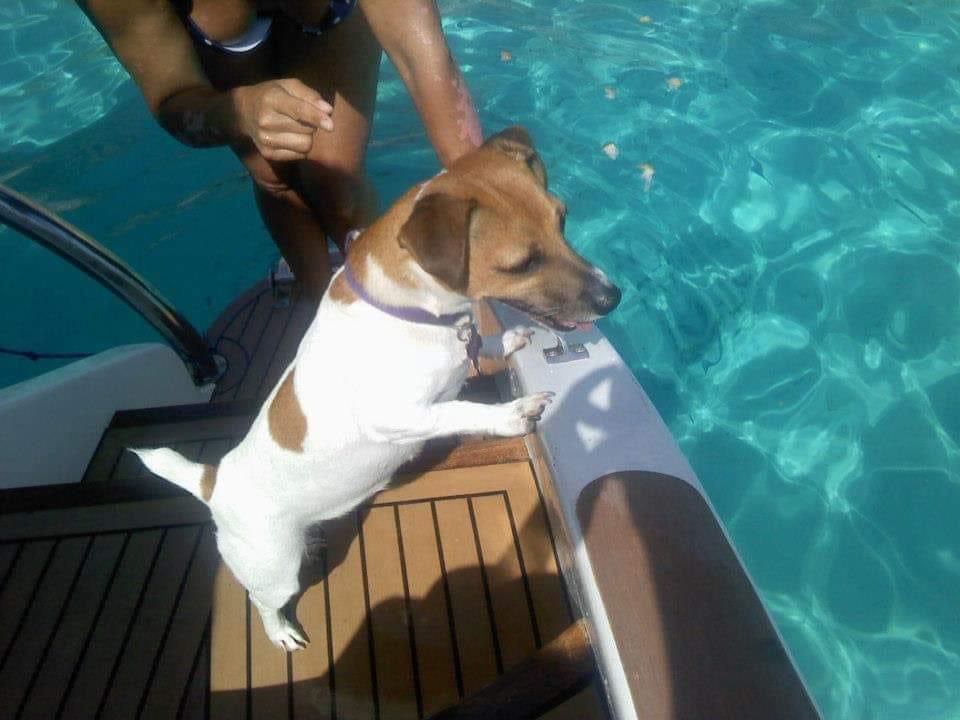 Rothko dog Venice film festival dogs