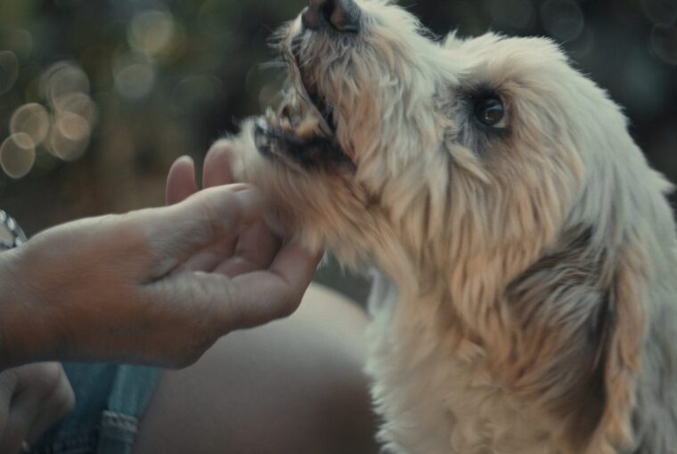 trifole , il cane birba